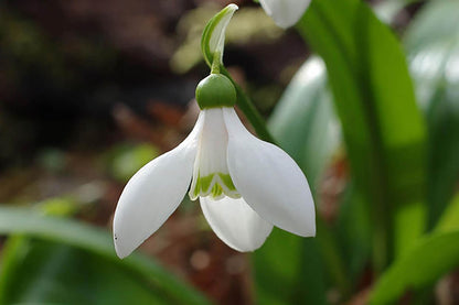 Galanthus woronowii Woronow-Schneeglöckchen