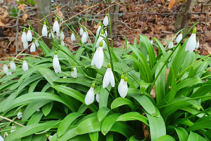 Galanthus woronowii (Woronow-Schneeglöckchen)