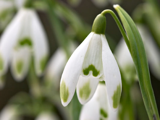 Galanthus nivalis 'Viridi-Apice' Schneeglöckchen