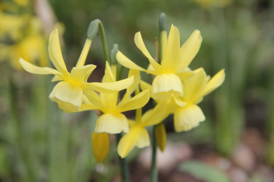 Narcissus triandrus 'Hawera' Engelstränen-Narzisse