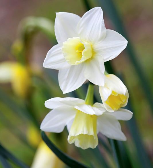 Narcissus jonquilla 'Pueblo' Duft-Narzisse