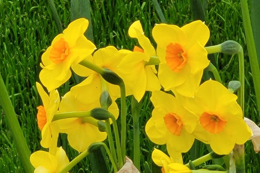 Narcissus jonquilla 'Sun Disc' Jonquilla-Duft-Narzisse