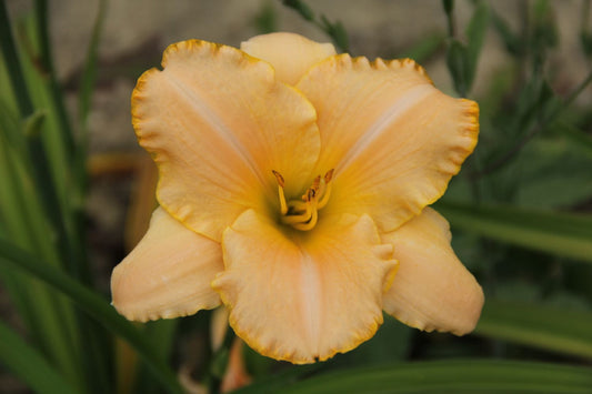 Hemerocallis 'Serena Sunburst' Großblumige Taglilie