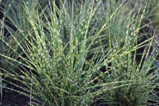 Miscanthus sinensis 'Gold Breeze' Chinaschilf