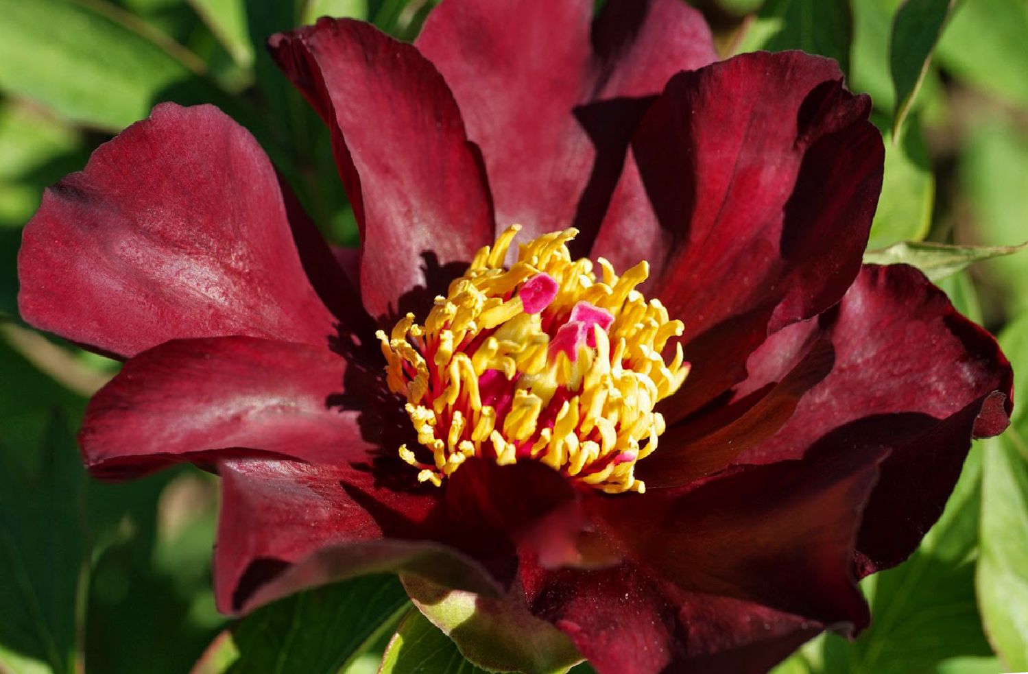 Paeonia Itoh-Hybride 'Dark Eyes' Intersektionelle Pfingstrose