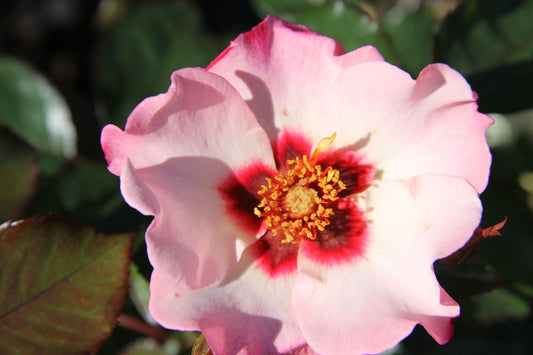 Rose 'Alissar Princess of Phoenicia' Persische Rose