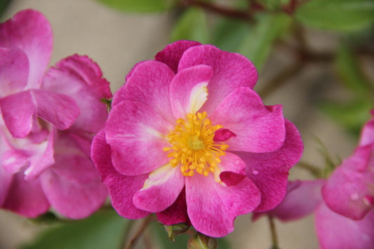 Rose 'Lavender Dream' Bodendeckerrose