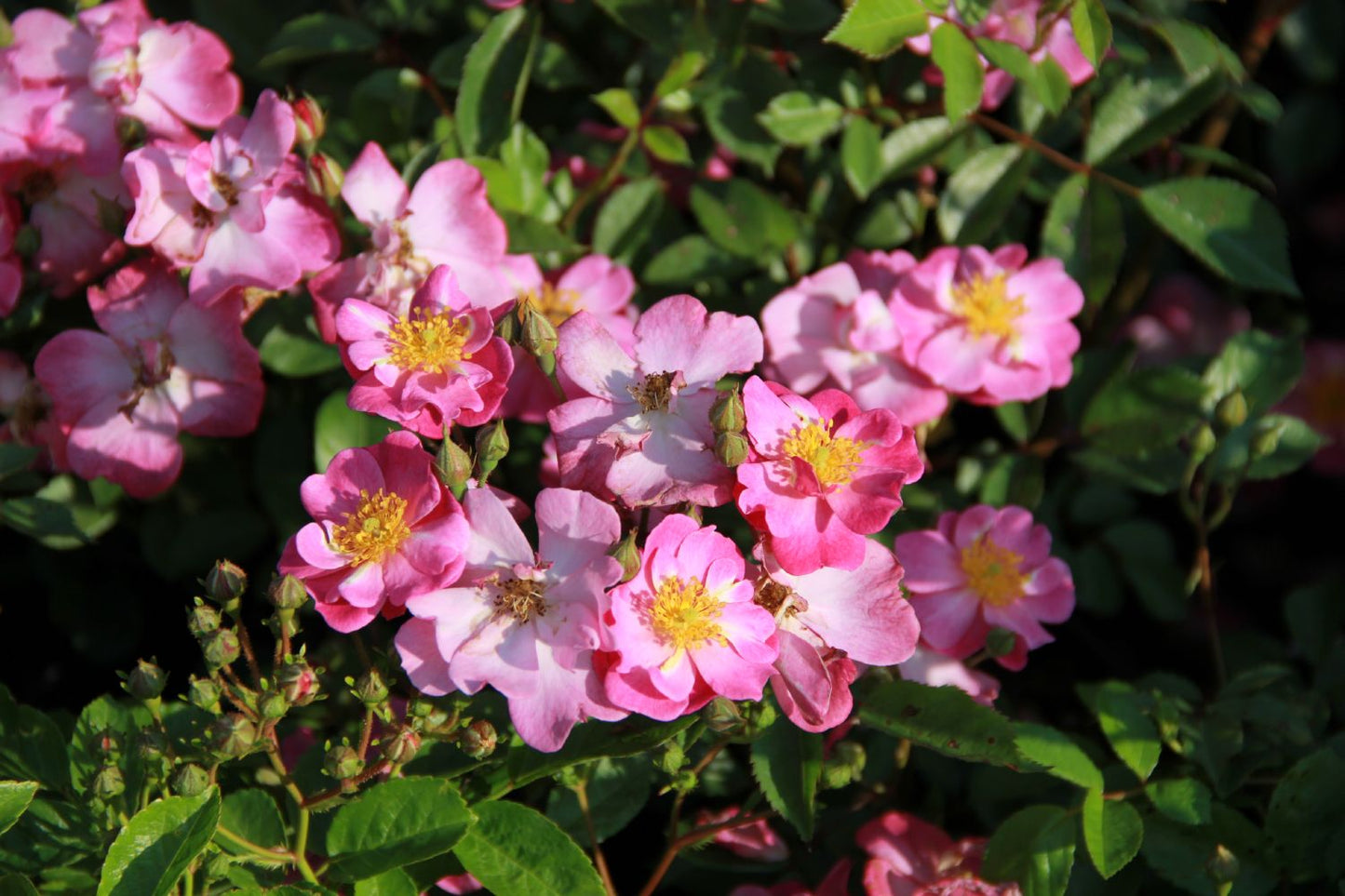 Rose 'Lavender Dream' (Bodendeckerrose)
