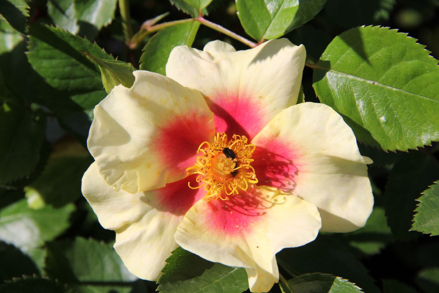 Rose 'Queen of Sheba' Persische Rose