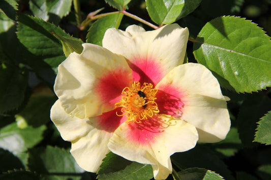 Rose 'Queen of Sheba' Persische Rose