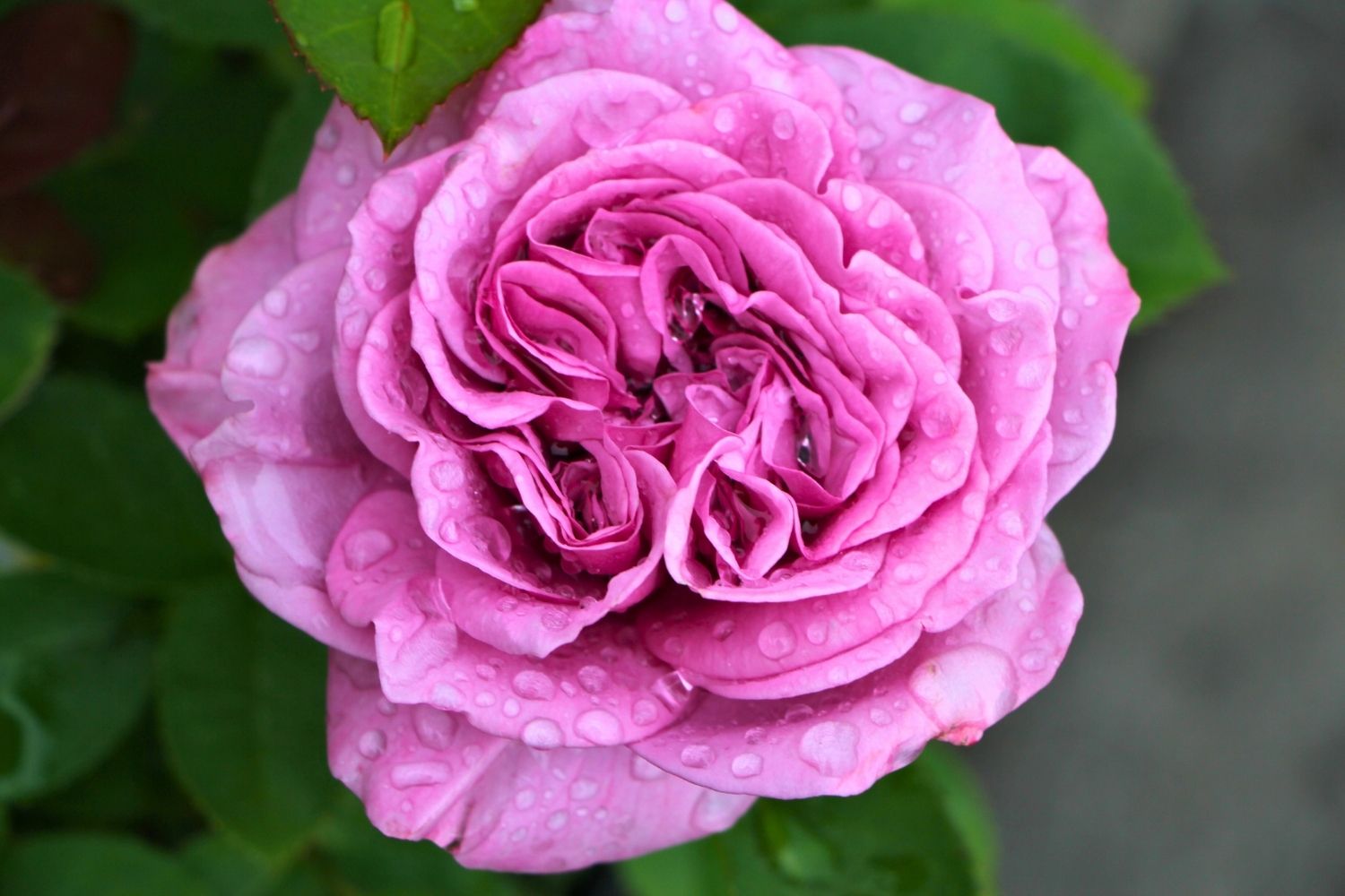 Led Zeppelin Roses Rose 'Lavender Ice' (Zwergrose | Patiorose) – Gräfin von Zeppelin