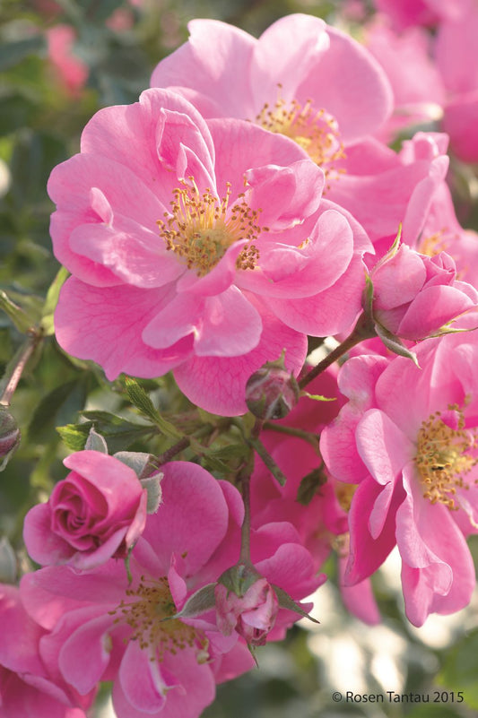 Rose 'Bienenweide' ® rosa Beetrose
