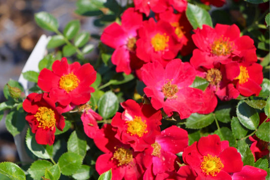 Rose 'Bienenweide' ® rot Beetrose