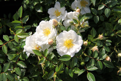 Rose 'Bienenweide' ® weiß 