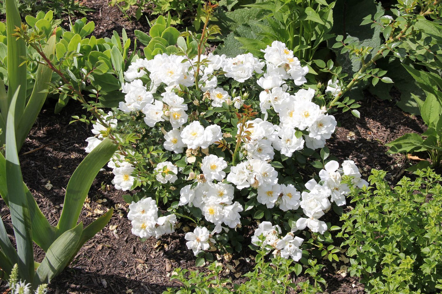 Rose 'Bienenweide' ® weiß ()
