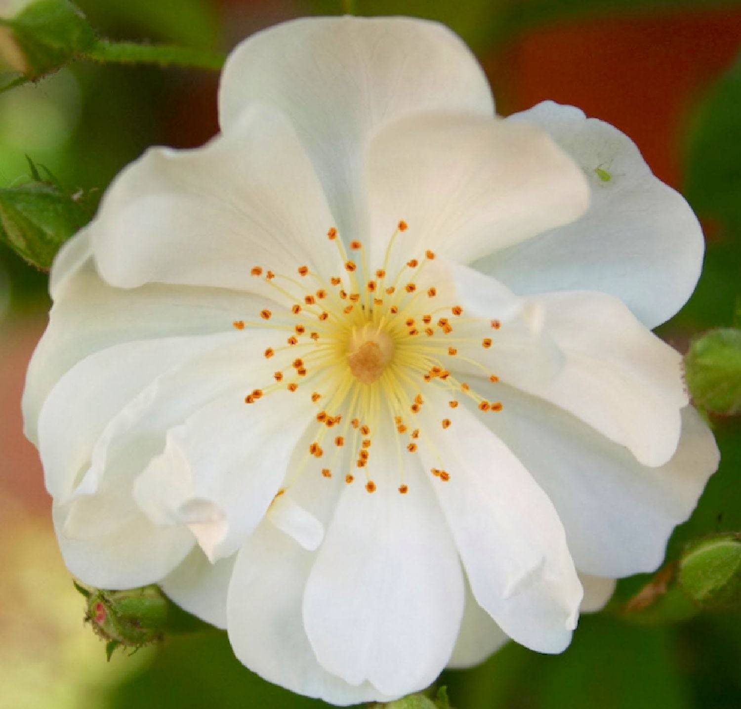 Rose 'Bobbie James' Ramblerrose
