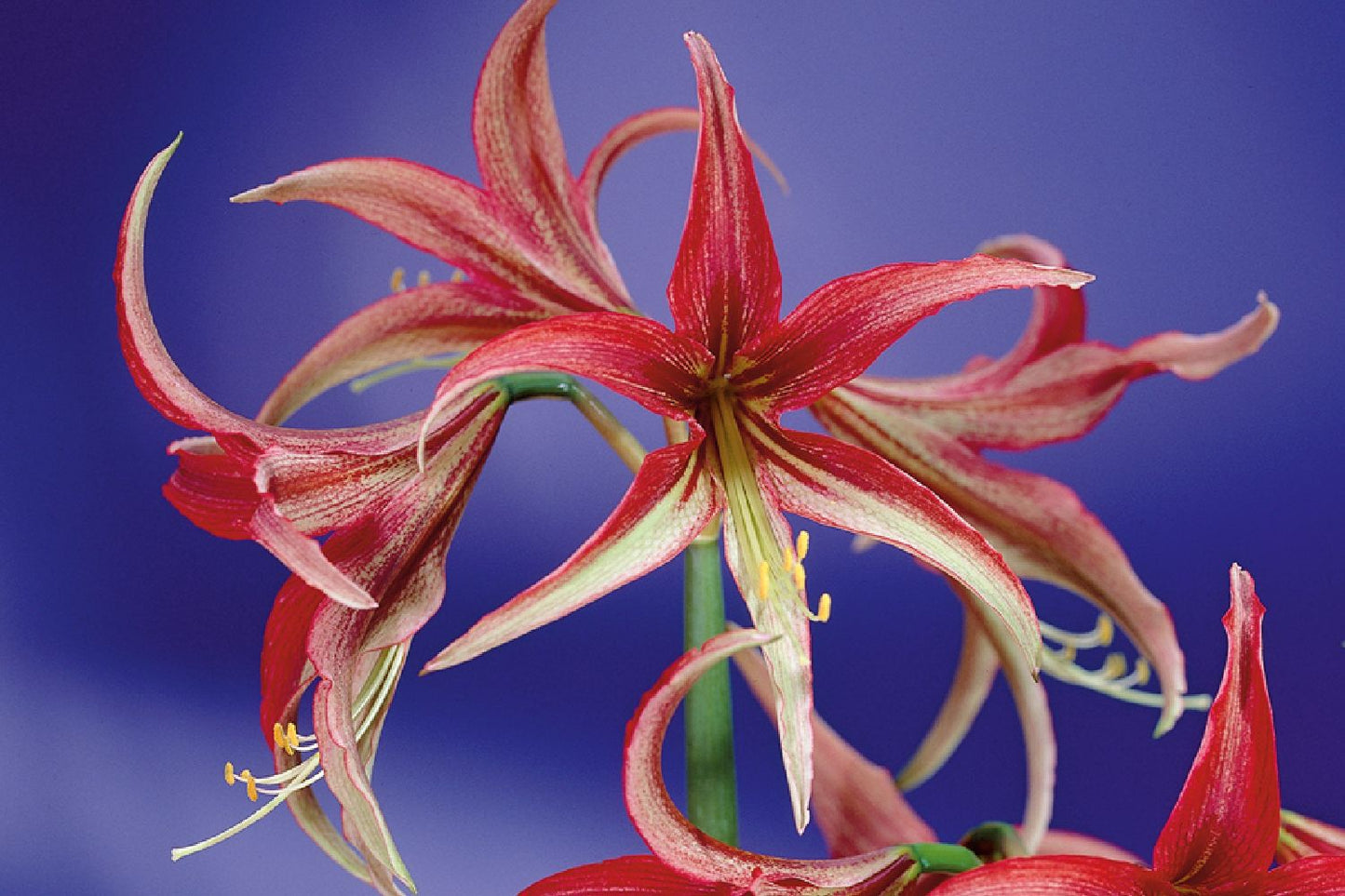 Hippeastrum cybister 'La Paz' Amaryllis, Ritterstern