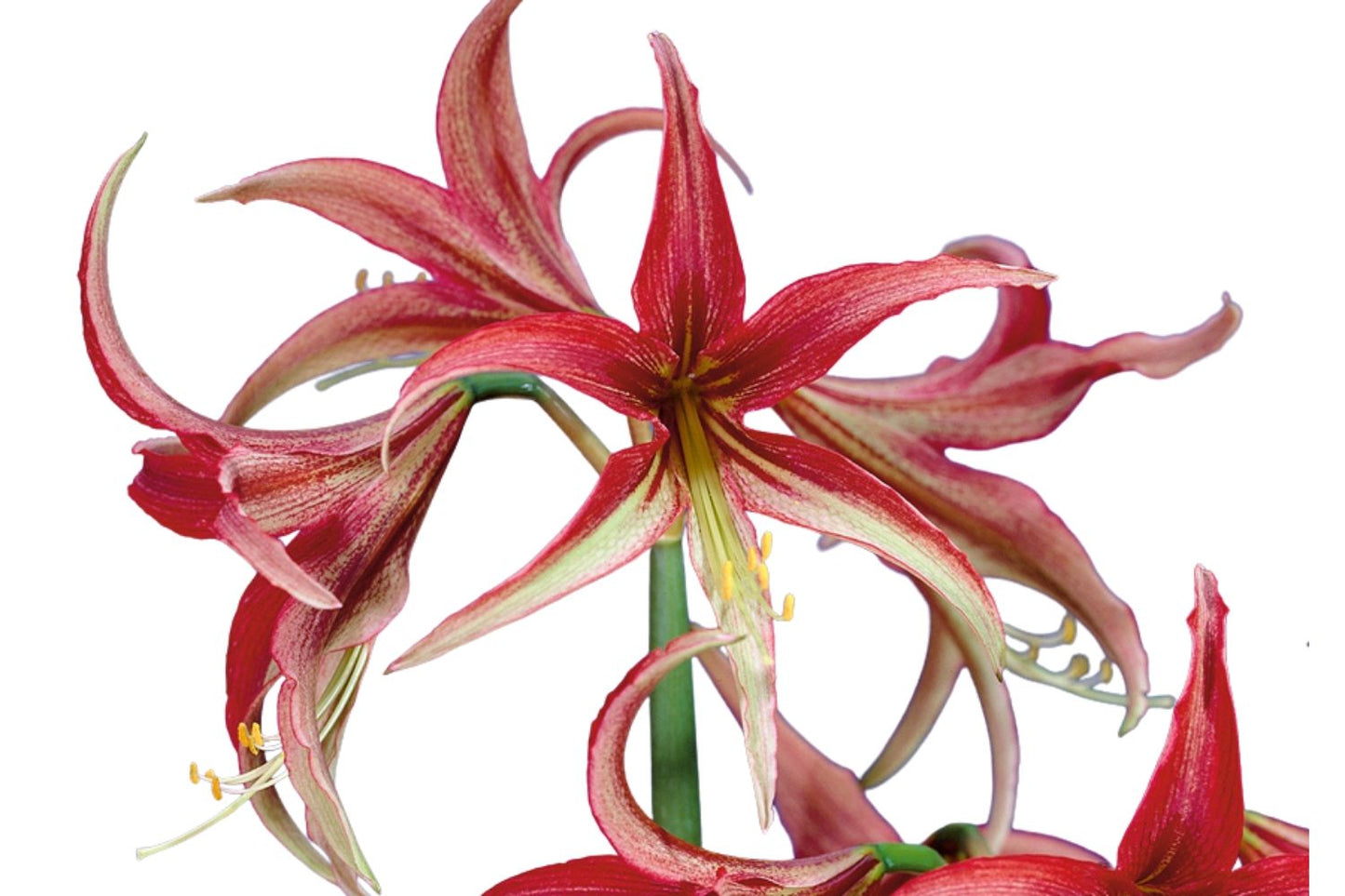 Hippeastrum cybister 'La Paz' Amaryllis | Ritterstern
