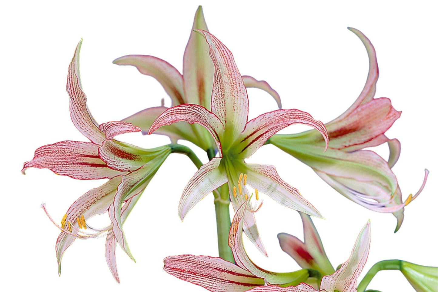 Hippeastrum cybister 'Emerald' Amaryllis | Ritterstern