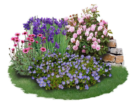 Iris-Paket 'Endlose Blütenfreude' Edle Schönheiten