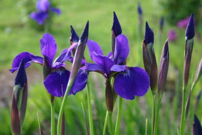 Iris-Paket 'Endlose Blütenfreude' (Edle Schönheiten)