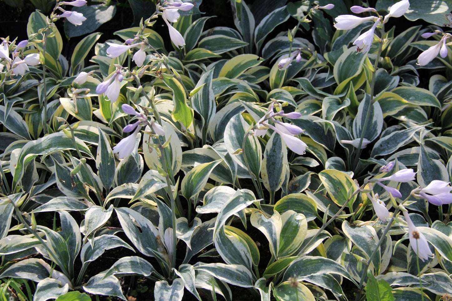 Hosta 'Ben Vernooij' Funkie | Herzblattlilie
