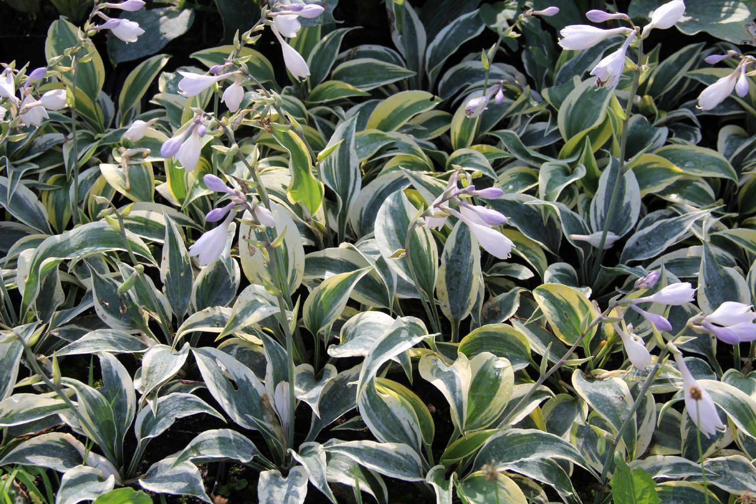 Hosta 'Ben Vernooij' Funkie | Herzblattlilie