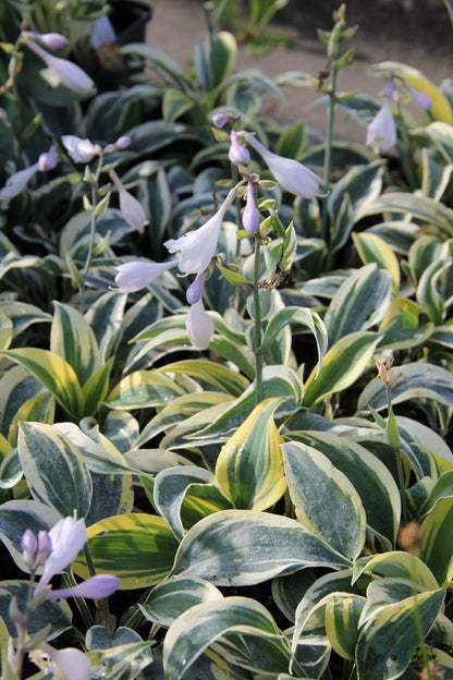 Hosta 'Ben Vernooij' (Funkie | Herzblattlilie)