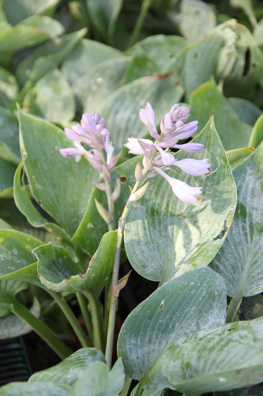 Hosta 'Empress Wu' Funkie