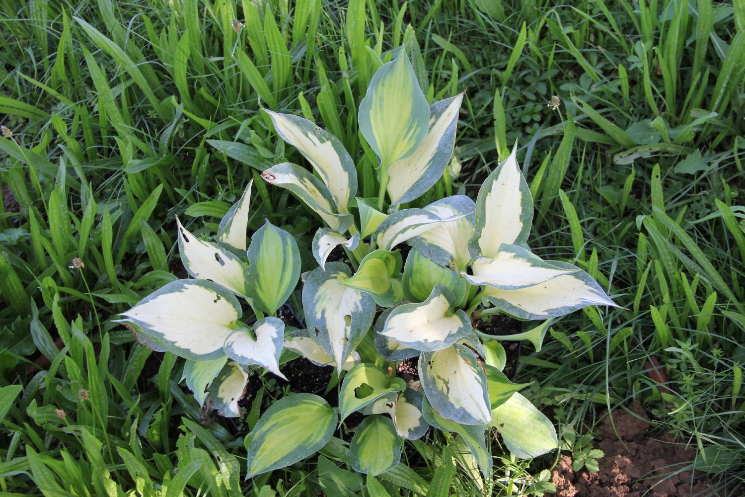Hosta 'Forbidden Fruit' ® Funkie | Herzblattlilie