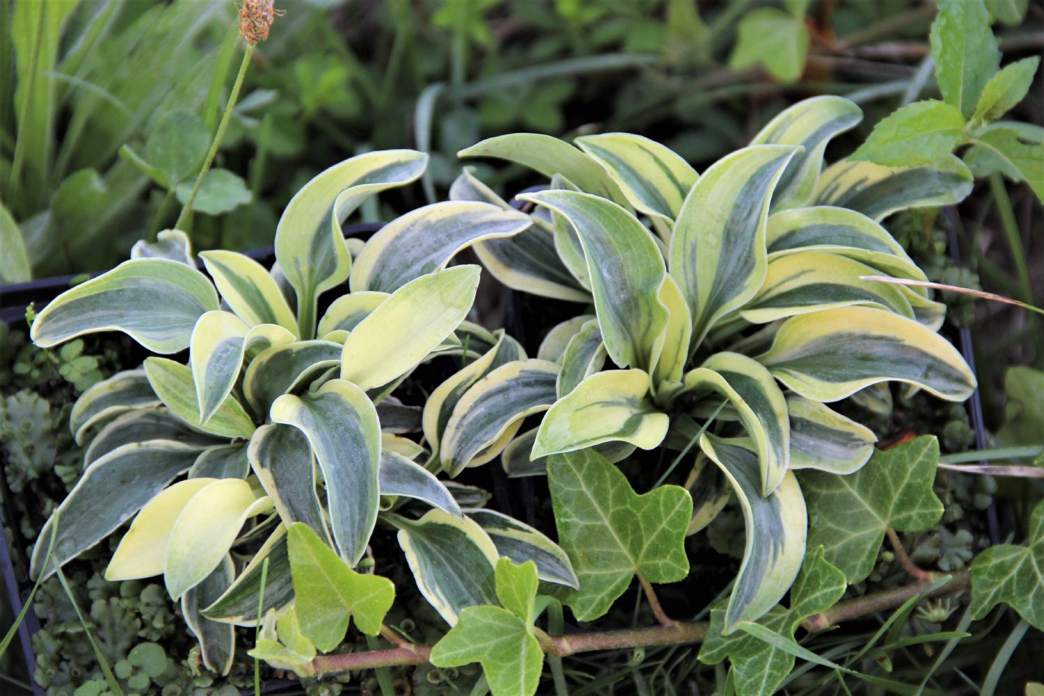 Hosta 'Funny Mouse' Funkie