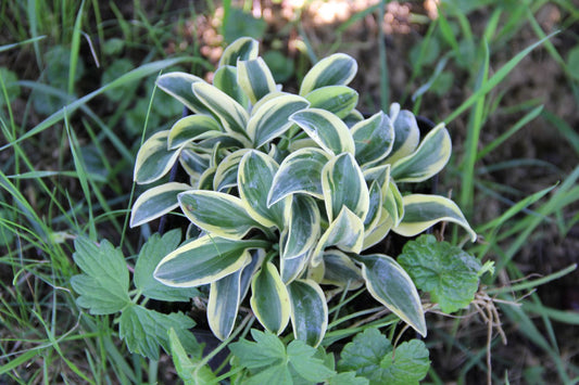 Hosta 'Lucky Mouse' Funkie | Herzblattlilie