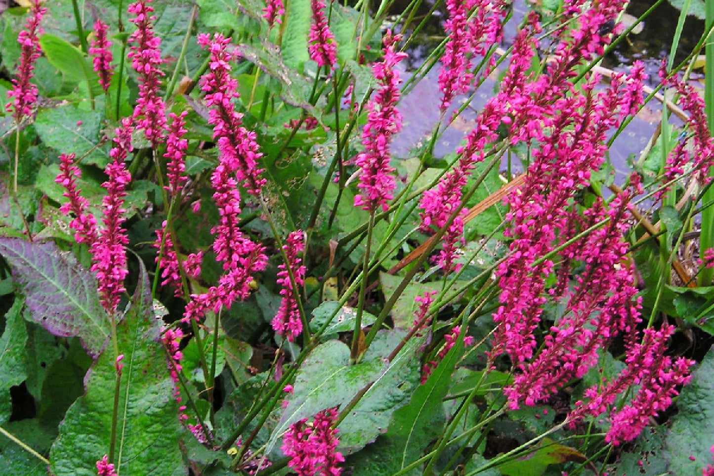 Bistorta amplexicaulis 'Inverleith' Kerzenknöterich