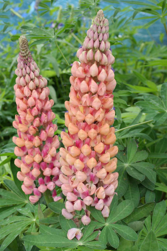 Lupinus polyphyllus 'Salmon Star' ® Westcountry-Serie Lupine
