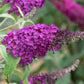 Buddleja Buzz® 'Magenta' Zwerg-Sommerflieder