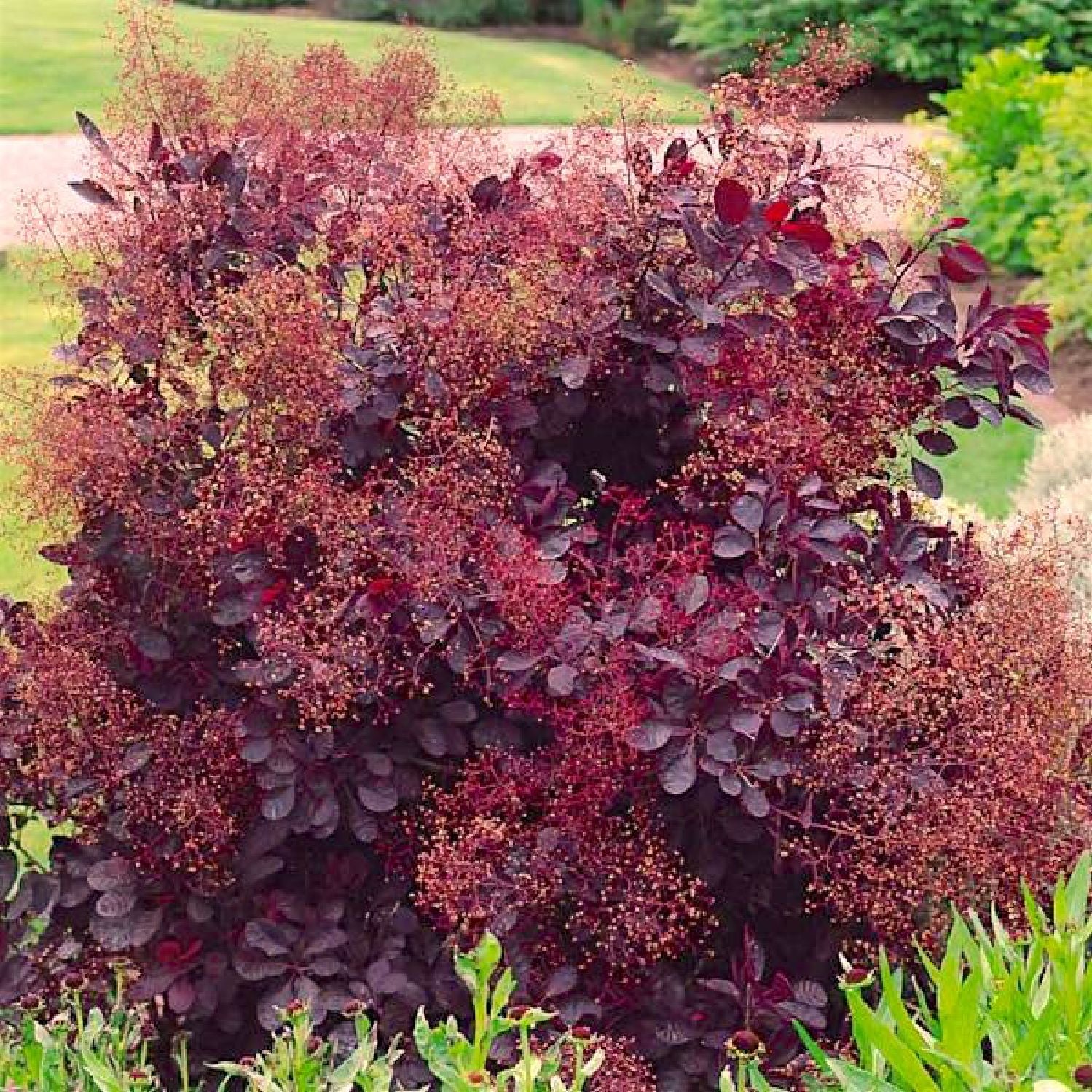 Cotinus coggygria 'Lilla' ® Roter Perückenstrauch