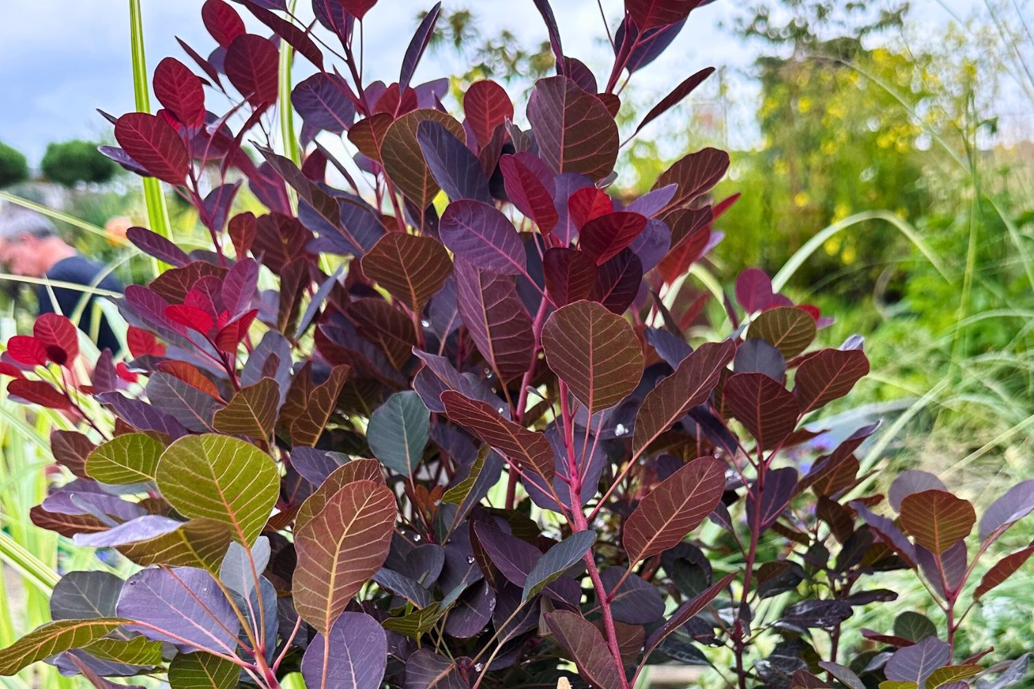 Cotinus coggygria 'Lilla' ® Roter Perückenstrauch