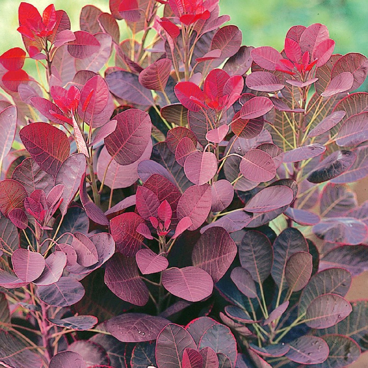 Cotinus coggygria 'Lilla' ® (Roter Perückenstrauch)