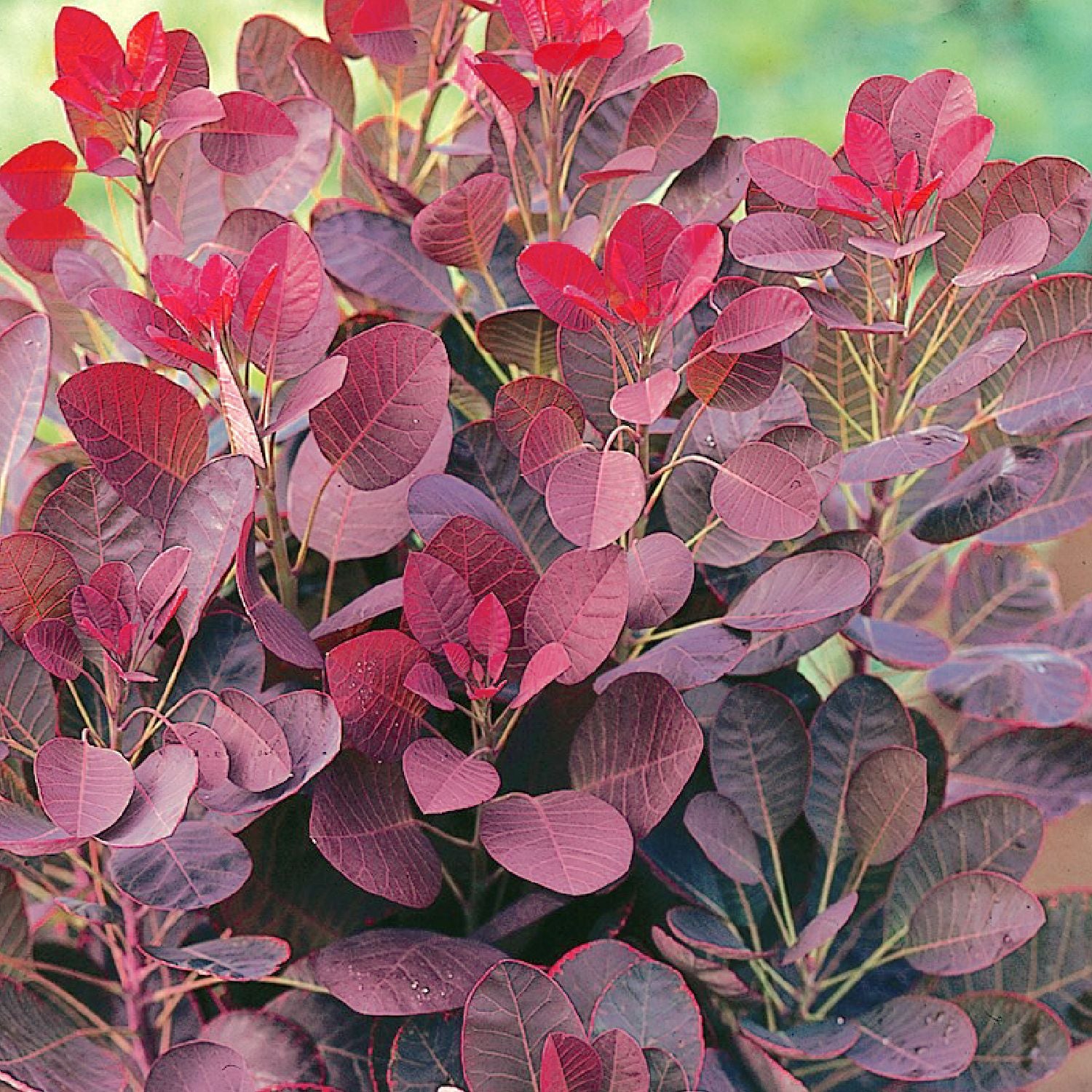Cotinus coggygria 'Lilla' ® Roter Perückenstrauch
