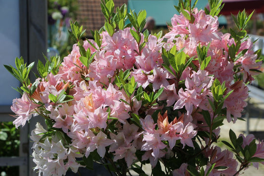 Rhododendron luteum 'Soir de Paris' Sommergrüne Azalee