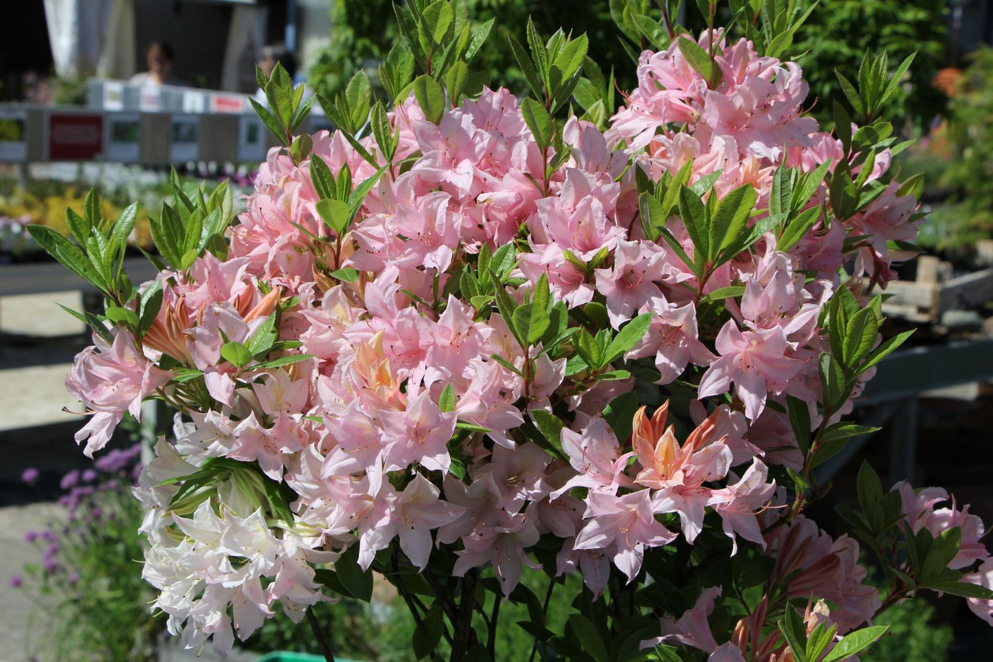 Rhododendron luteum 'Soir de Paris' (Sommergrüne Azalee)