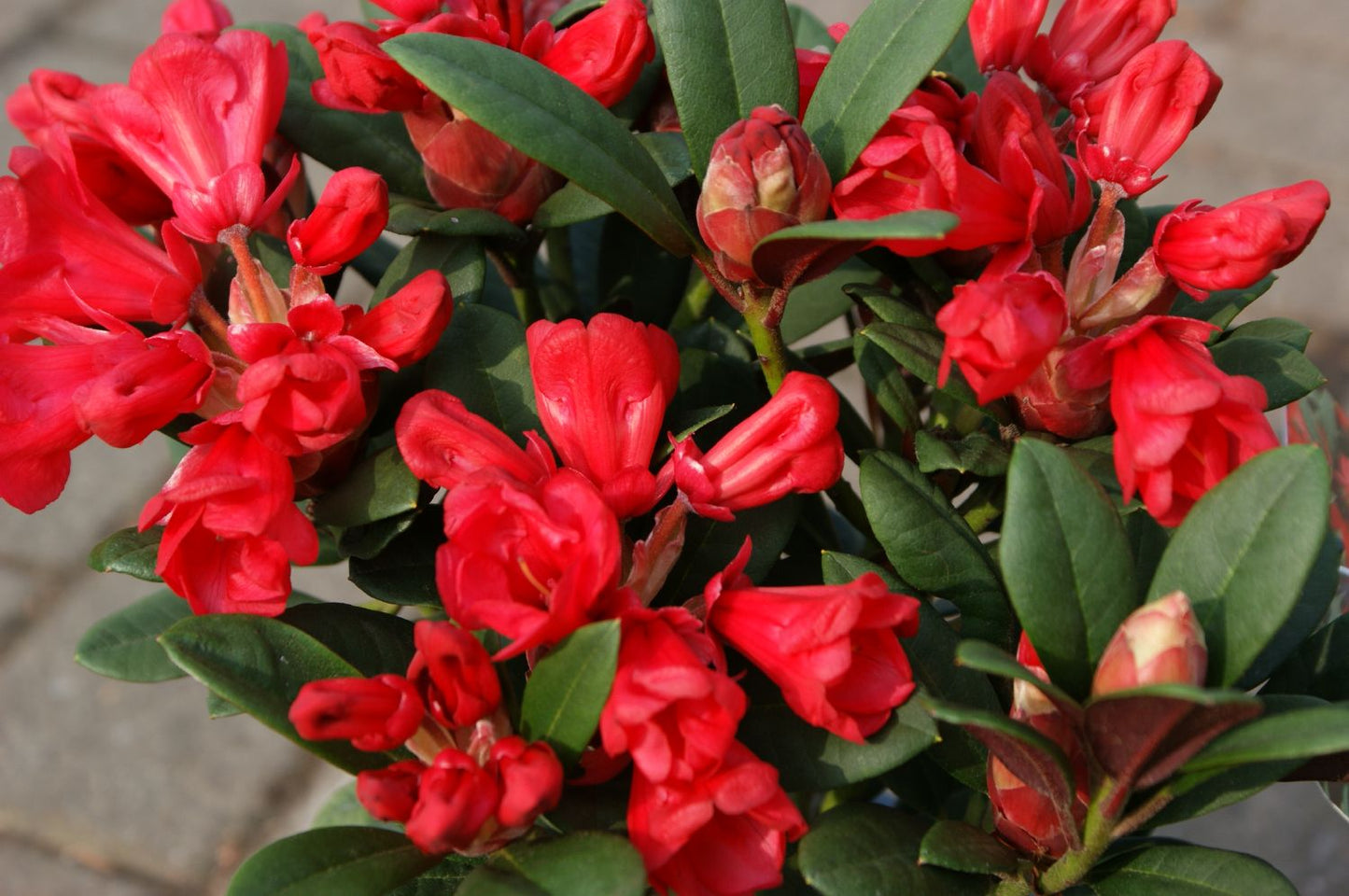 Rhododendron neriiflorum 'Burletta' Azalee