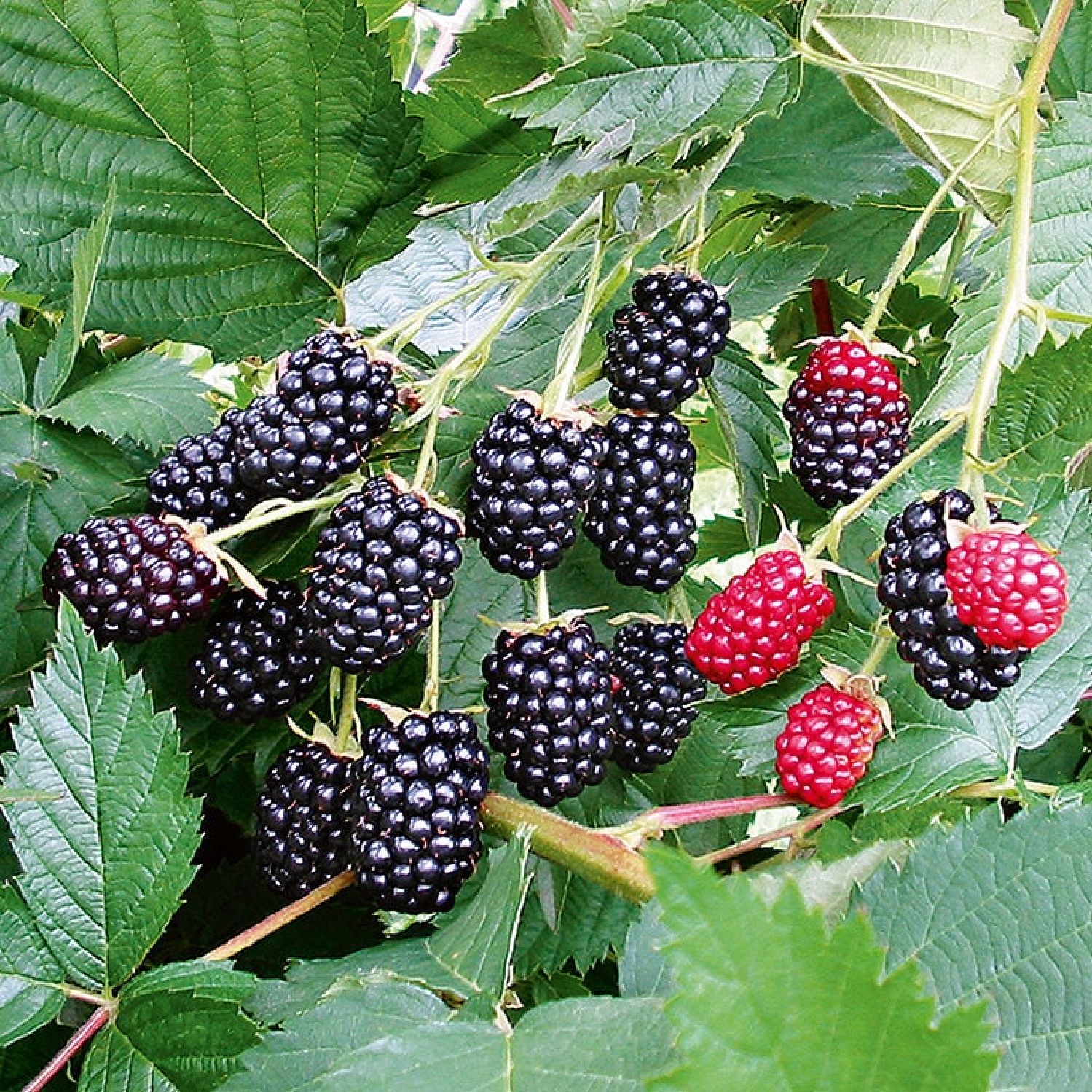 Rubus fruticosus 'Loch Ness' ® Brombeere