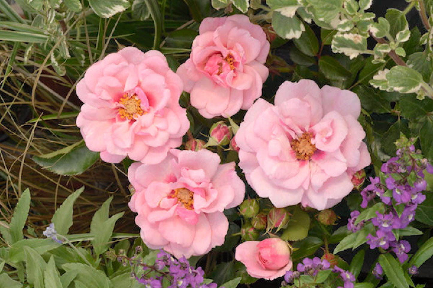 Rose 'Esther Queen of Persia' ® Persische Rose