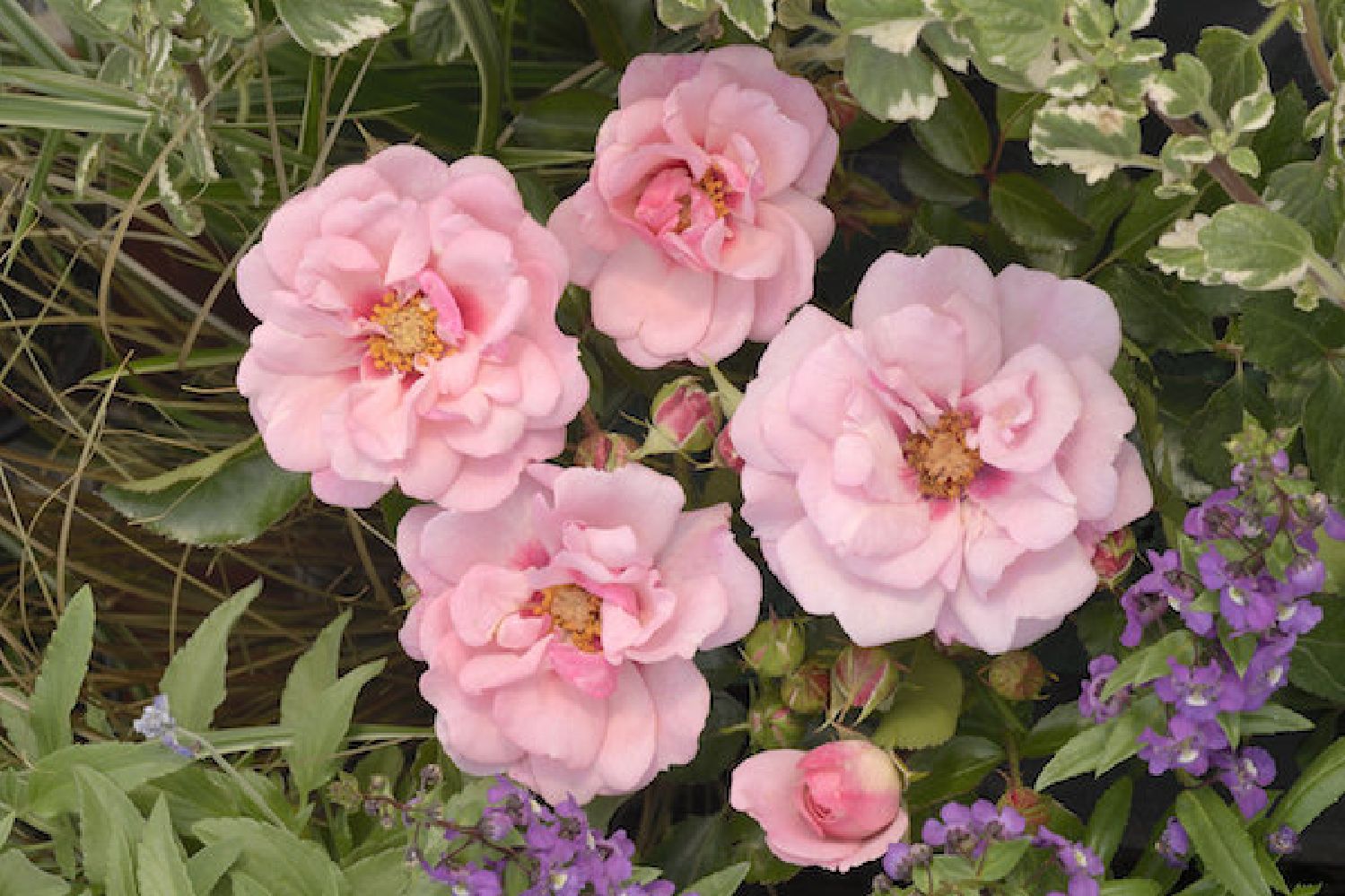 Rose 'Esther Queen of Persia' ® Persische Rose