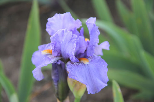 Iris Barbata-Media 'Fire in the Sky' Mittelhohe Bartschwertlilie