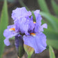 Iris Barbata-Media 'Fire in the Sky' Mittelhohe Bartschwertlilie