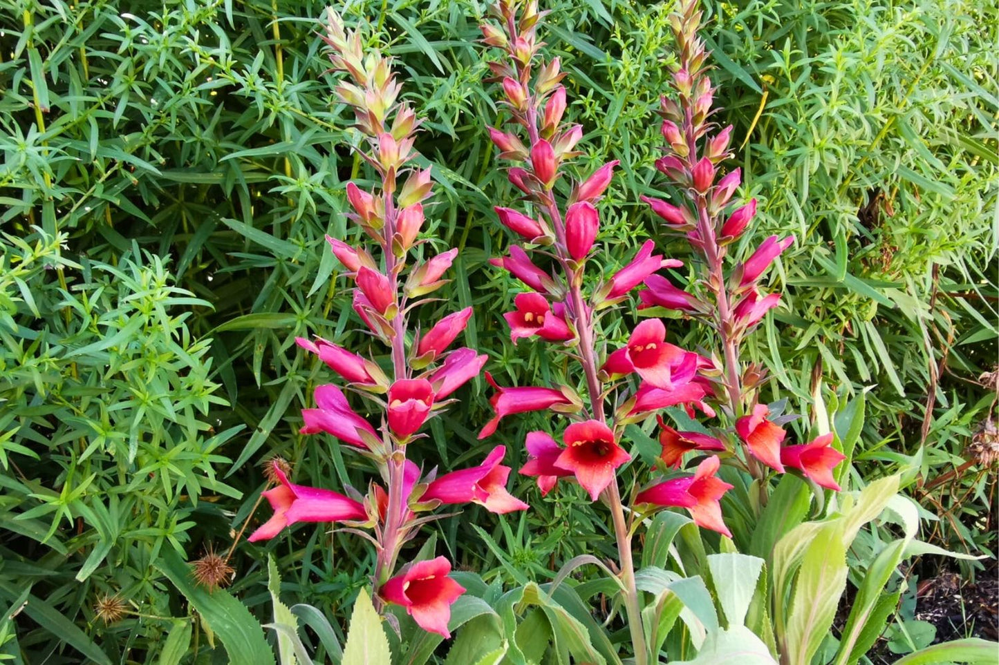 Digitalis 'Illumination Rasberry' Fingerhut