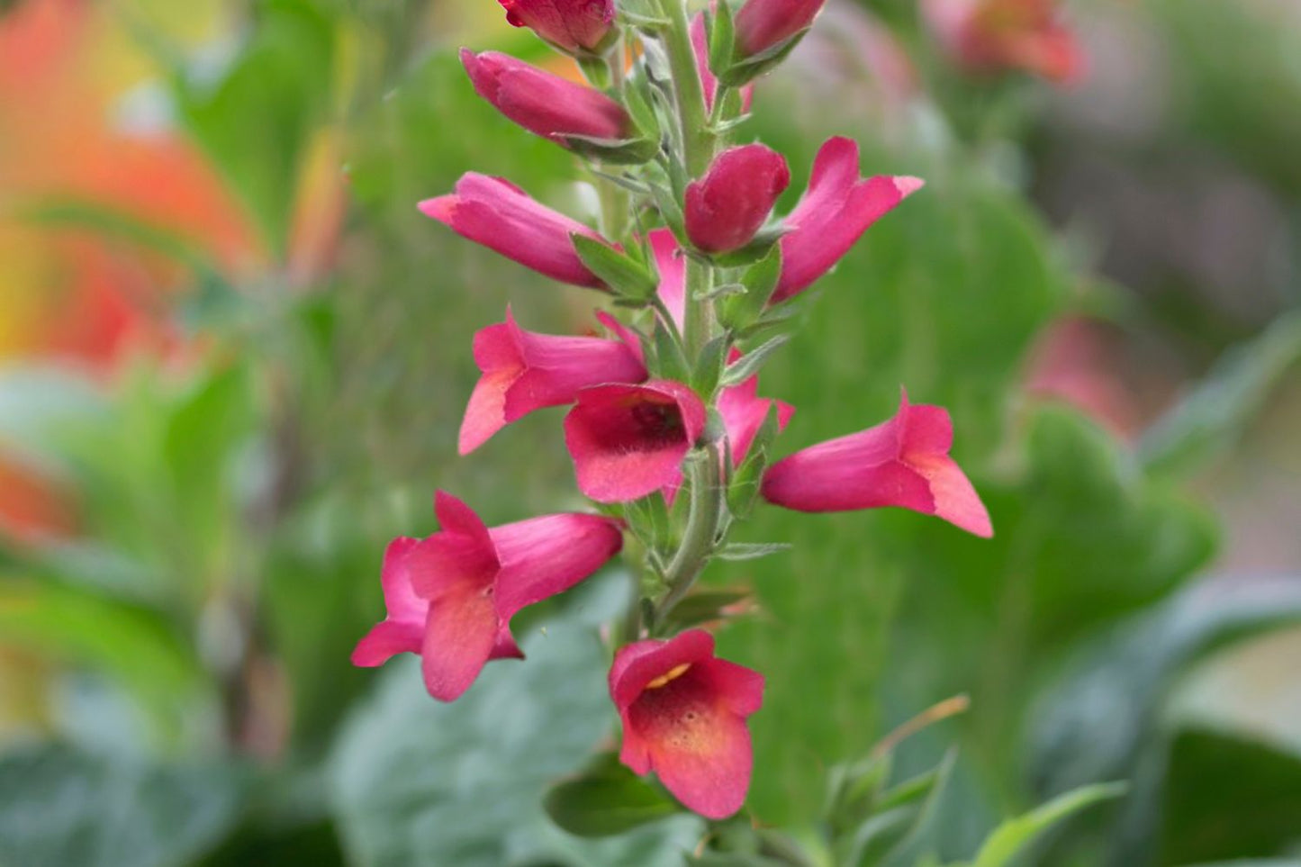 Digitalis 'Illumination Rasberry' (Fingerhut)