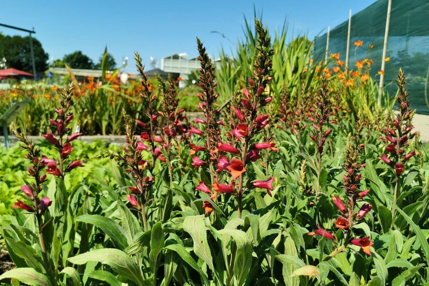 Digitalis 'Illumination Rasberry' (Fingerhut)